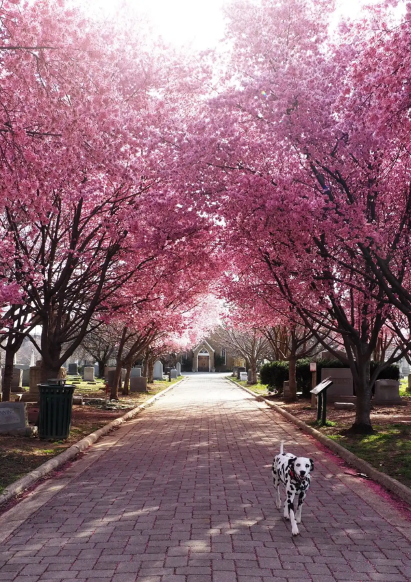 happy bark days cherry blossom seaon washington dc happy days ahead