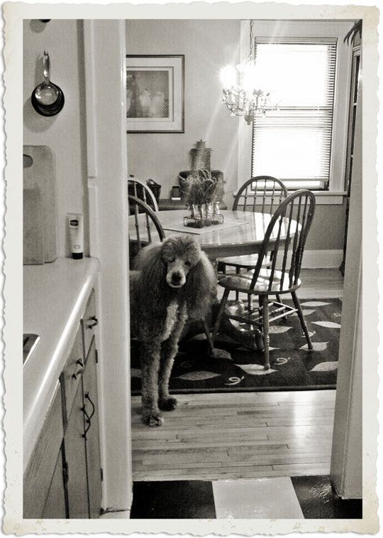 dog in kitchen