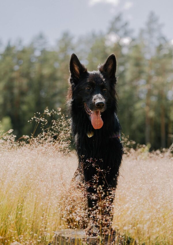 dog in field adventure time imagine wearing crocs