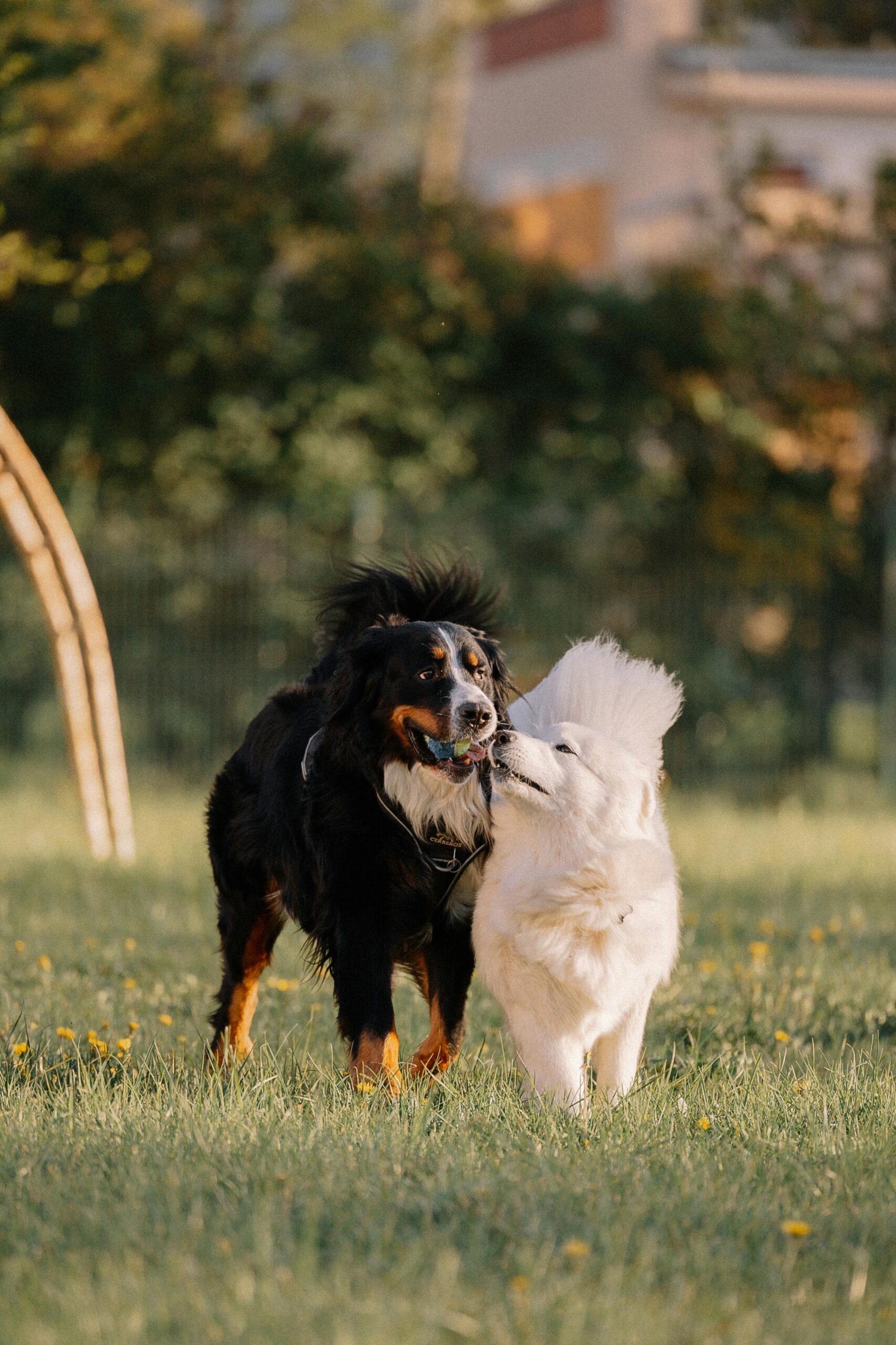 Just Another Day at the Dog Park (But It’s Our Favorite!)